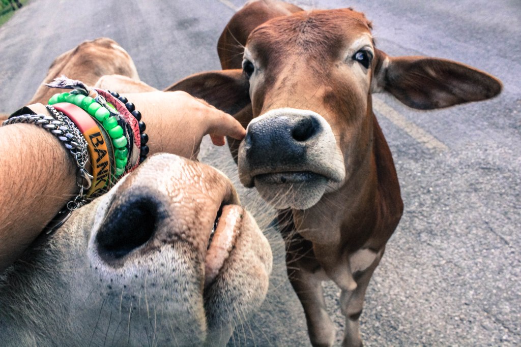 pai_bangkok_thailand_bryannaulrick_photo4